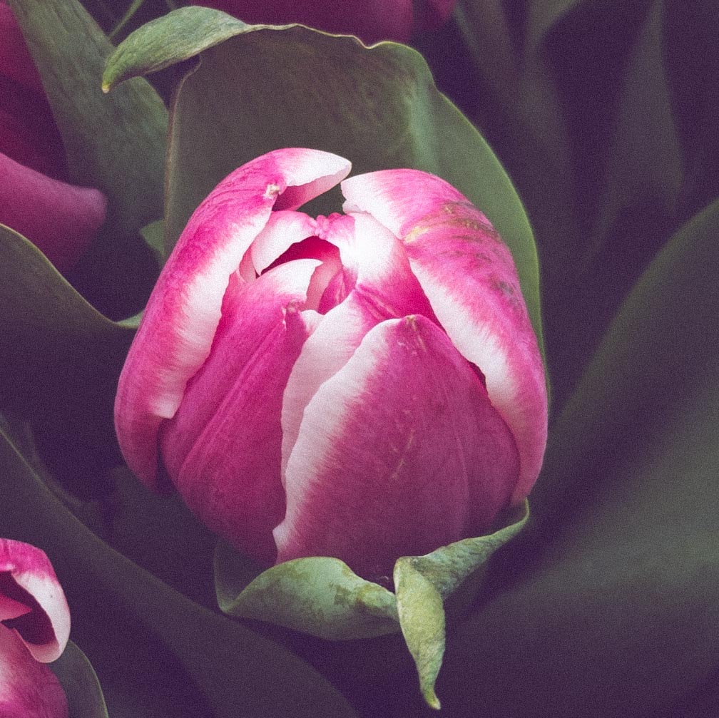 Photo of a tulip.